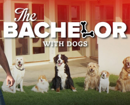 Will you accept this bone?: “The Bachelor” with dogs!