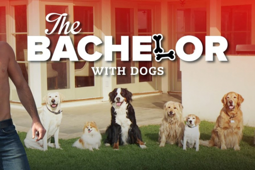 Will you accept this bone?: “The Bachelor” with dogs!